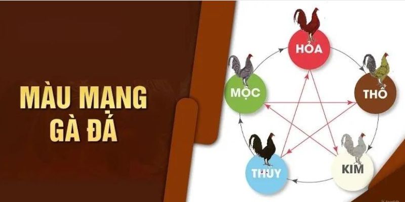 Lý do vì sao phải chọn màu mạng của gà đá