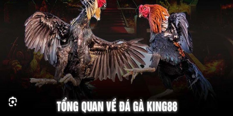 Khám phá trò chơi đá gà King88